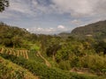 View for the tea plantation Royalty Free Stock Photo