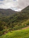 View for the tea plantation Royalty Free Stock Photo