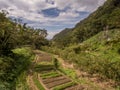 View for the tea plantation Royalty Free Stock Photo