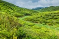 View of tea plantations in the Cameron Highlands, Malays Royalty Free Stock Photo