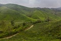 View of a tea plantations in the Cameron Highlands, Malays Royalty Free Stock Photo