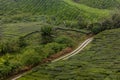 View of a tea plantations in the Cameron Highlands, Malays Royalty Free Stock Photo