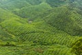 View of a tea plantations in the Cameron Highlands, Malays Royalty Free Stock Photo