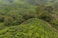 View of a tea plantations in the Cameron Highlands, Malays Royalty Free Stock Photo