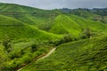 View of a tea plantations in the Cameron Highlands, Malays Royalty Free Stock Photo