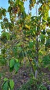 view of teak tree forest in the afternoon, tropical rural area of ??Bogor, West Java, Indonesia