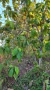 view of teak tree forest in the afternoon, tropical rural area of ??Bogor, West Java, Indonesia