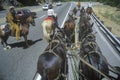 View of team of horses in wagon train Royalty Free Stock Photo