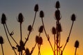 View of teasel dipsacus fullonum plant silhouette against sunset Royalty Free Stock Photo