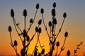 View of teasel dipsacus fullonum plant silhouette against sunset Royalty Free Stock Photo