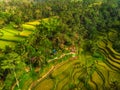 View of Tegalalang Rice Terrace, Bali Royalty Free Stock Photo