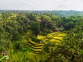 View of Tegalalang Rice Terrace, Bali Royalty Free Stock Photo