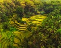 View of Tegalalang Rice Terrace, Bali