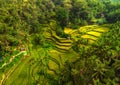 View of Tegalalang Rice Terrace, Bali Royalty Free Stock Photo