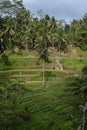 View of the Tegalalang Rice Terrace in Bali Royalty Free Stock Photo