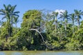 A view of tell trees on the banks of the Belize River in Belize