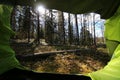 View from tent into a sunlit forest with mossy ground and tall slender pine trees Royalty Free Stock Photo