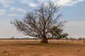 A view of a termite mound surrounding a large tree in Namibia Royalty Free Stock Photo
