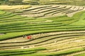 View of the terraced fields Royalty Free Stock Photo