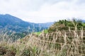 view of terraced hill in Dazhai country in spring Royalty Free Stock Photo