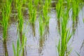 View Terraced Paddy Field in Mae-Jam Village, Chaingmai