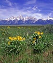 View of the Teton mountains and yellow flowers in the foreground Royalty Free Stock Photo