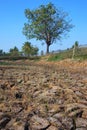 View of the texture of cracked soil and a tree Royalty Free Stock Photo