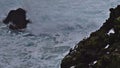 View of thick-billed murre birds sitting on volcanic rock cliff on the steep coast of SvÃÂ¶rtuloft, Iceland. Royalty Free Stock Photo