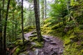 View of a thick mossy path way in the forest with sunlight streaming in. Royalty Free Stock Photo