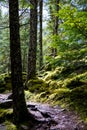 View of a thick wooded path covered in lots of moss with sunlight streaming in. Royalty Free Stock Photo