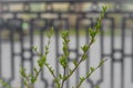 View of thin bush branches with new light green leaves and buds at spring Royalty Free Stock Photo