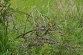 A JUMBLE OF BLACK THORN BRANCHES AND DRY GRASS INTERWOVEN