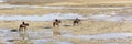 View on three horse riders finding their way on the beach on a nice day.