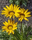 Large yellow boarder daisy Royalty Free Stock Photo