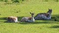 View of three laying deer Royalty Free Stock Photo