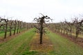 View on three lines of grapevine on a field in stadecken-elsheim germany and surrounding