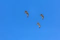 View of three seagulls flying in the clean and blue sky Royalty Free Stock Photo