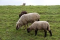 View on three sheeps feeding grass in rhede ems emsland germany Royalty Free Stock Photo