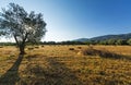 Threshed field in the Peloponnese