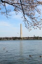 DC cherry blossom 4