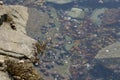 A view of a tidal pool from above Royalty Free Stock Photo