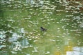 View of a tiny black duck floating in pond water alone Royalty Free Stock Photo