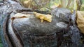 View of tiny but curious wild mushroom growing on old tree stump in forest Royalty Free Stock Photo