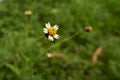 View of tiny grass flower isolated in garden