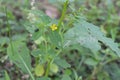 A tiny yellow flower on a Mexican primrose willow plant and a tiny black beetle on a leaf