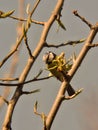 Tit pecking spring buds on pearwood works