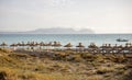 A view to Alcudia Bay from Can Picafort