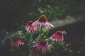 View to the beautiful purple echinacea flowers Royalty Free Stock Photo