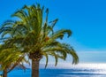 A big palm tree on the promenade of Nice, France, against the ocean and a bright blue sky Royalty Free Stock Photo