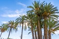 View to big palm trees on the promenade in Nice, against a bright blue sky Royalty Free Stock Photo